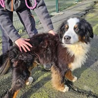 GOBI, chien à adopter