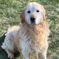 Pady CAA14820, chien à adopter