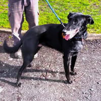 REGLISSE, chien à adopter