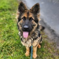 AKIRA, chienne à adopter