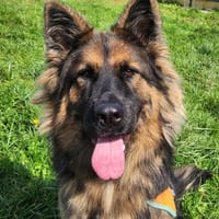 AKIRA, chienne à adopter