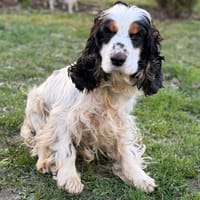 Savatte CAA14803, chienne à adopter