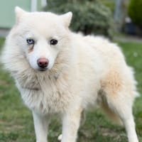 Olympe CAA14829, chienne à adopter