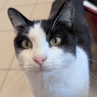 picou, chat à adopter