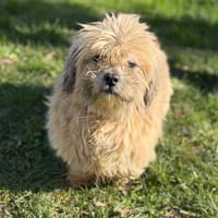 Pépite CAA14816, chienne à adopter