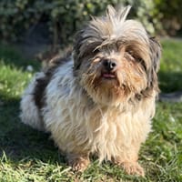 Ross CAA14823, chien à adopter