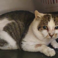 Gaston, chat à adopter