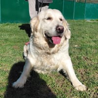 LYRA PAA24101, chienne à adopter