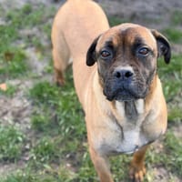 Simca CAA14833, chienne à adopter