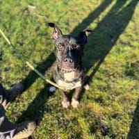 HARIBO, chien à adopter