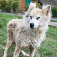 Naya CAA14826, chienne à adopter