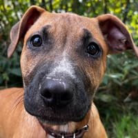 LOLLIPOP, chienne à adopter