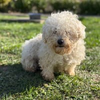 Star CAA14818, chienne à adopter