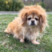 Pimky CAA14806, chienne à adopter