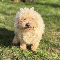 Pam CAA14817, chienne à adopter