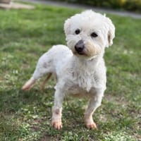 Rumba CAA14802, chienne à adopter