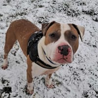 TAISHON, chien à adopter