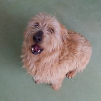 RONALD, chien à adopter