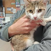 ANGEL, chatte à adopter