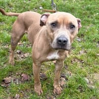 BOBBY PAA24100, chien à adopter