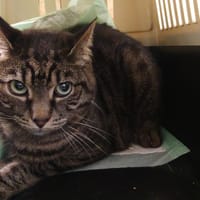 HOOD, chat à adopter