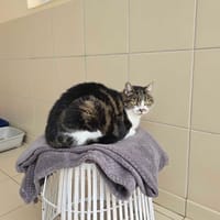 LILI, chatte à adopter