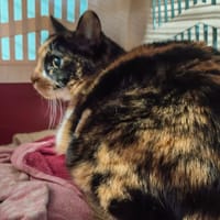 ASHE, chatte à adopter