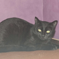 ALIX, chatte à adopter