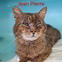Jean pierre, chat à adopter