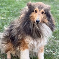 Unik CAA14795, chien à adopter