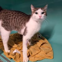 CALINOU, chatte à adopter