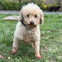 Tina CAA14808, chienne à adopter