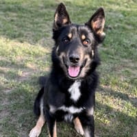 Loki CAA14834, chien à adopter