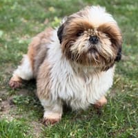 Stanley CAA14798, chien à adopter