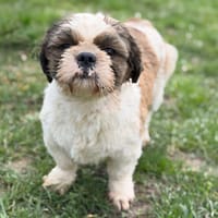 Apollon CAA14799, chien à adopter