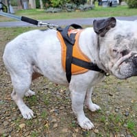 JULIA, chienne à adopter