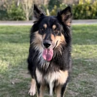 Thor CAA14835, chien à adopter