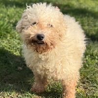 Roméo CAA14822, chien à adopter