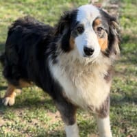 Rosalie CAA14815, chienne à adopter