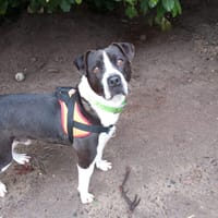 LUCKY, chien à adopter