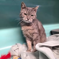 MINI, chatte à adopter