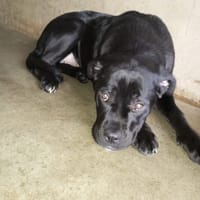 Tina, chienne à adopter