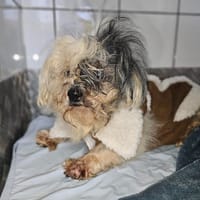 Mina, chienne à adopter