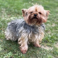 Sybelle CAA14810, chienne à adopter