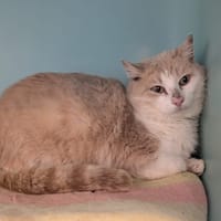 APOLLON, chat à adopter