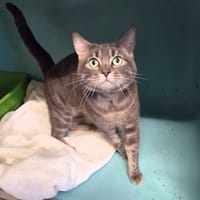 Gab, chat à adopter