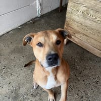 PATATE, chien à adopter