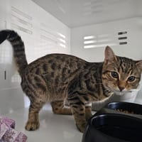 Filou, chat à adopter