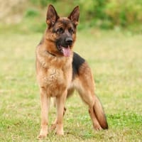 KRATOS, chien à adopter