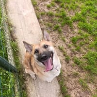 ATHENA, chienne à adopter